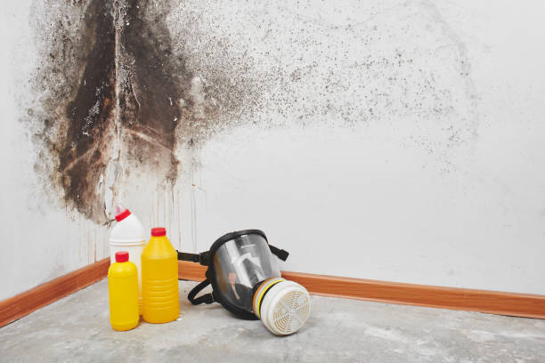 Professional Mold Removal in East Syracuse, NY