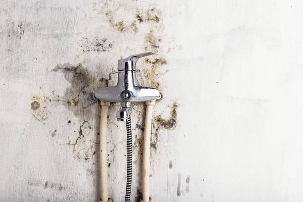 Best Black Mold Removal  in East Syracuse, NY