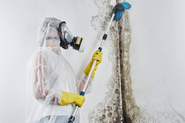 Best Mold Testing  in East Syracuse, NY