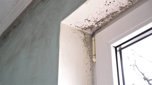 Best Crawl Space Mold Removal  in East Syracuse, NY