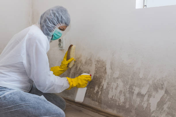 Best Toxic Mold Removal  in East Syracuse, NY