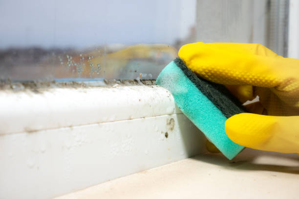 Mold Testing and Removal in East Syracuse, NY