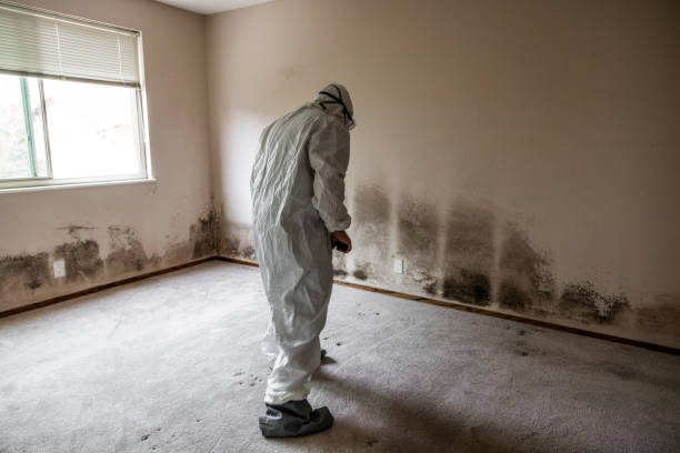 Best Mold Damage Repair  in East Syracuse, NY