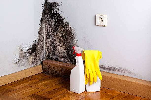 Best Toxic Mold Removal  in East Syracuse, NY