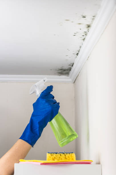 Best Mold Remediation  in East Syracuse, NY