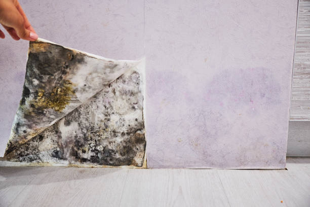 Best Mold Testing and Removal  in East Syracuse, NY